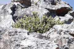 Brunia microphylla