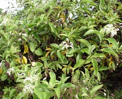 Tournefortia rufosericea