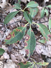 Diaporthe kalmiae