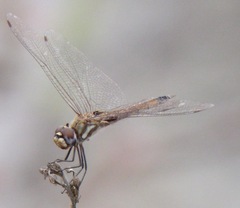 Tramea darwini