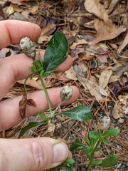 Neolasioptera lathami