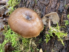 Pseudoclitocybe cyathiformis