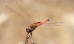 Tramea darwini
