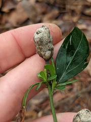 Neolasioptera lathami