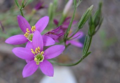 Zeltnera arizonica