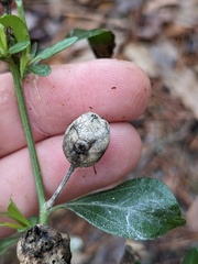 Neolasioptera lathami