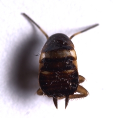 Periplaneta fuliginosa