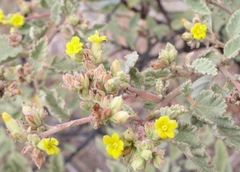 Waltheria ovata