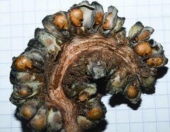 Dracontium polyphyllum