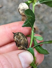 Neolasioptera lathami