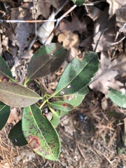 Mycosphaerella colorata