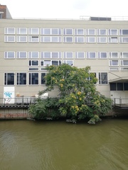 Ailanthus altissima