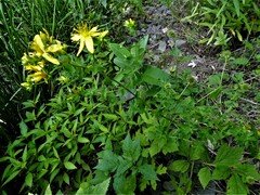 Hypericum perforatum perforatum