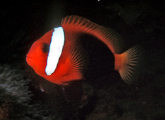 Amphiprion melanopus