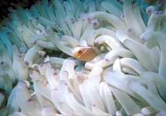 Amphiprion perideraion