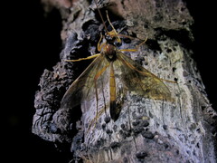 Opheltes glaucopterus