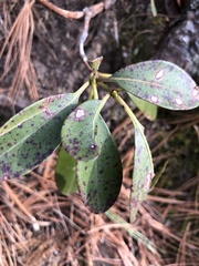 Diaporthe kalmiae