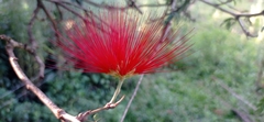 Calliandra tweediei