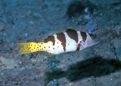 Plectropomus laevis