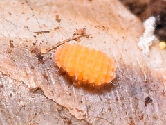 Bilobella