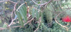 Calliandra tweediei