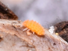 Bilobella