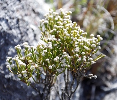 Brunia microphylla