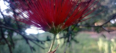 Calliandra tweediei