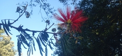 Calliandra tweediei
