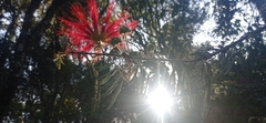 Calliandra tweediei