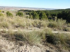 Macrochloa tenacissima