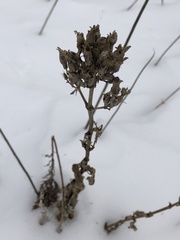 Saponaria officinalis