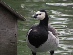 Branta leucopsis