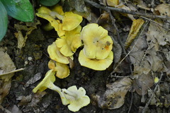 Cantharellus pallens