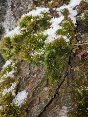 Pylaisia polyantha
