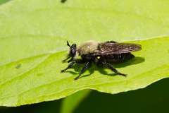 Laphria virginica