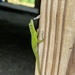 Anolis grahami aquarum - Photo (c) Damany Calder, some rights reserved (CC BY-NC), uploaded by Damany Calder