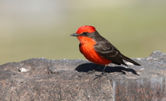 Pyrocephalus rubinus