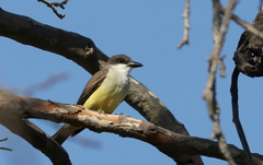 Tyrannus crassirostris