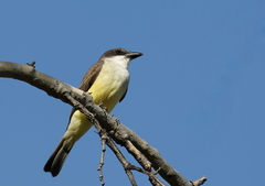 Tyrannus crassirostris