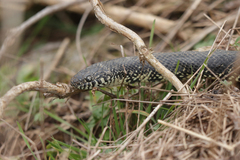 Lampropeltis nigra