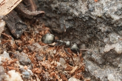 Formica subaenescens