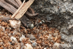 Formica subaenescens