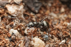 Formica subaenescens
