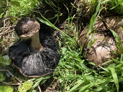 Agaricus lilaceps
