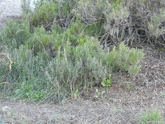 Dactylis glomerata hispanica