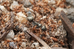 Formica subaenescens