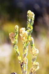 Thesium euphorbioides