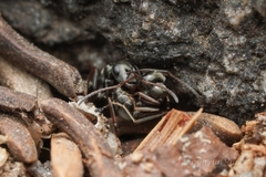 Formica subaenescens