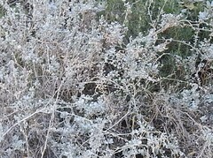 Atriplex halimus